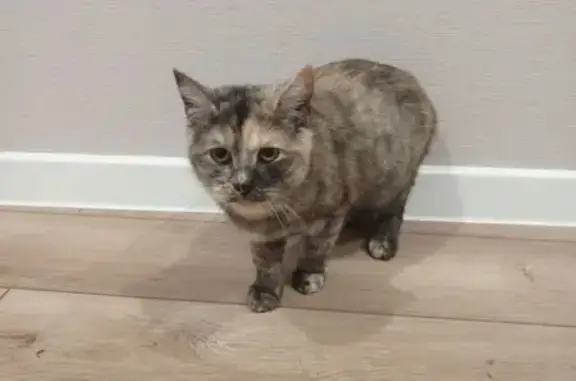 Найдена кошка, Энгельс, фото: Кошка найдена: Профсоюзная ул., Энгельс