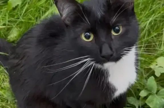 Кошка найдена: Беломорская ул., 36, Москва