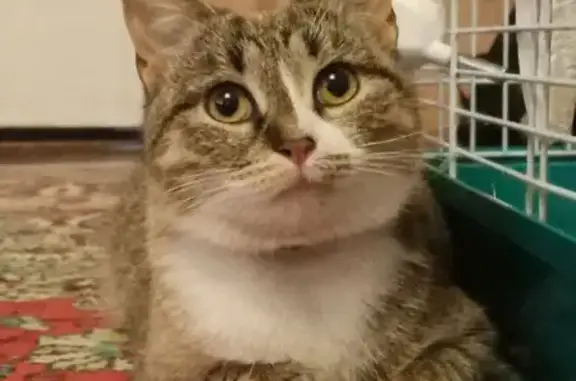 Пропала кошка, Аксарайская 12, Астрахань