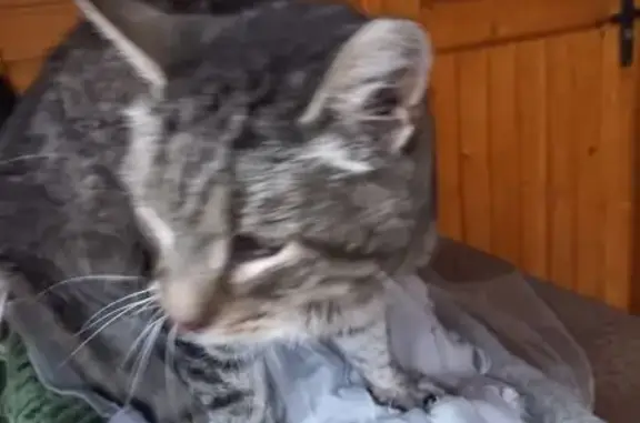 Найдена кошка, Пениковское сельское поселение, фото: Найдена серая кошка, Центральная ул., 6А