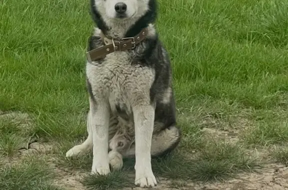 Собаки потеряшки, Темрюк, фото: Потеряшка хаски, ул. Мира, 60, Темрюк