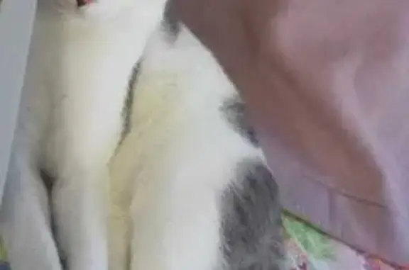 Кошки потеряшки, Московская область, фото: Потеряшка кошка, 46К-0170, МО