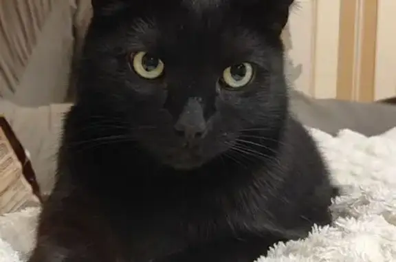 Пропала черная кошка, Иваново, Революционная 8