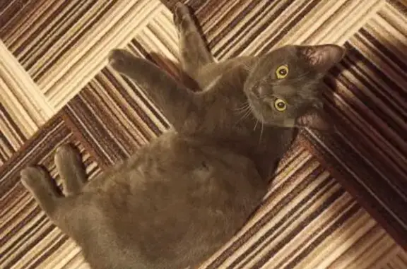 Пропала кошка, Октябрьский пр., 4Б