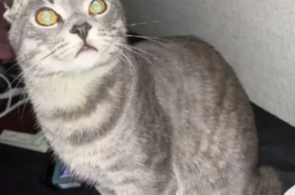 Кошки потеряшки, Невьянск, фото: Потеряшка кошка, Чапаева 28/2, Невьянск