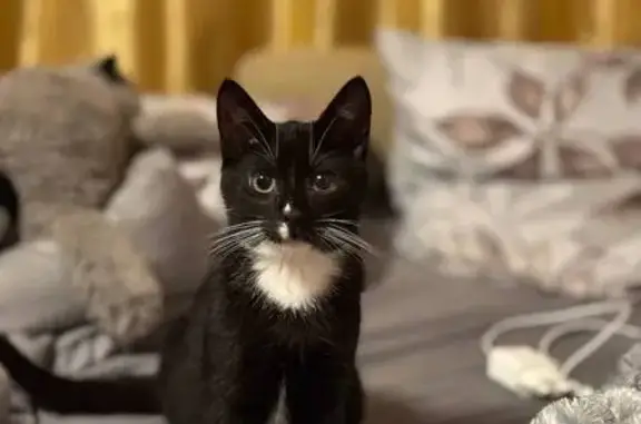 Пропала собака, Красноборская 16, Лесколово