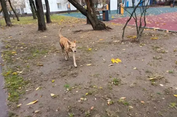 Собака найдена на Люблинской, 35 к1