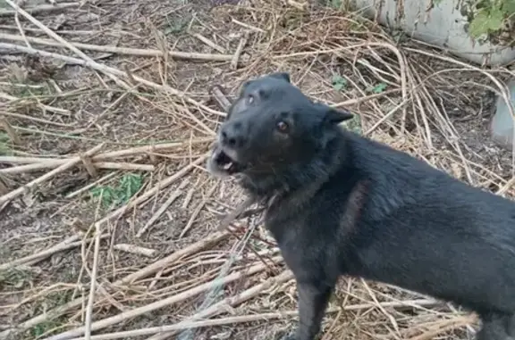 Пропала собака, ул. Комарова 26, Балаково