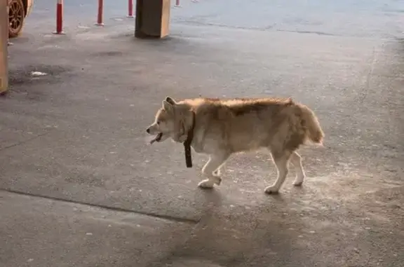 Найдена собака, Копейск, фото: Найдена собака, пр. Победы, Копейск