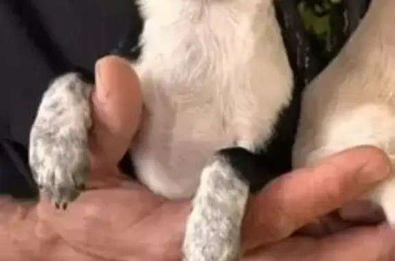 Пропала собака, бульвар Засамарская Слобода