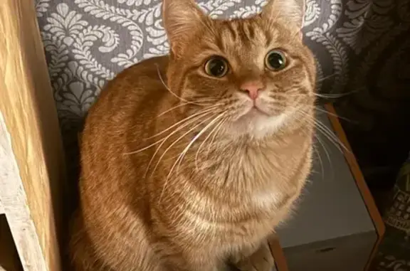 Пропала кошка, ул. Менжинского 45, Пермь