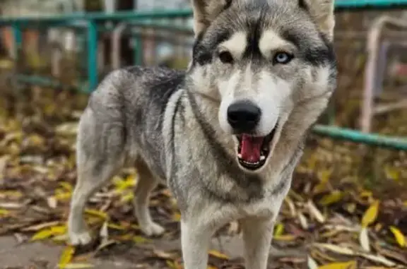 Хаски найдена, ул. 8 Марта, 7, Пенза