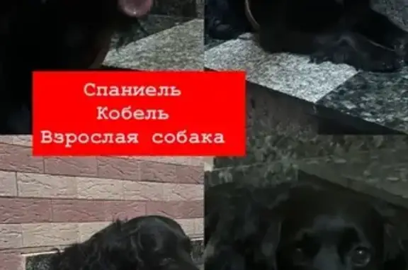 Найдена собака, Хабаровск, фото: Спаниель найден на ул. Гайдара, 13, Хабаровск