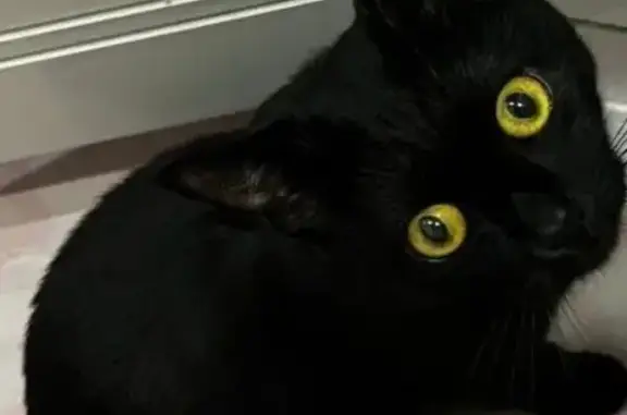 Пропала кошка, ул. Михалькова, Владимир