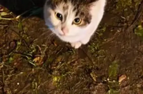 Кот найден: ул. Акад. Павлова, 2, Тула