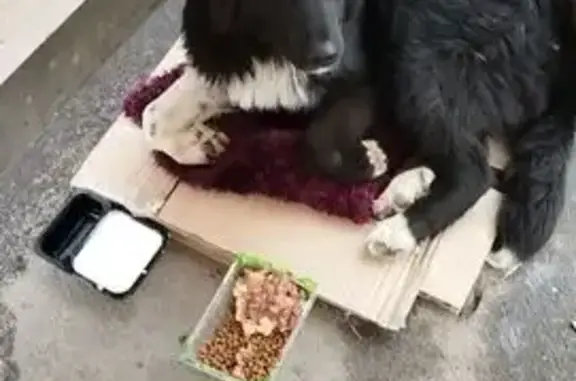 Собака найдена на Глухополянской улице, Тула