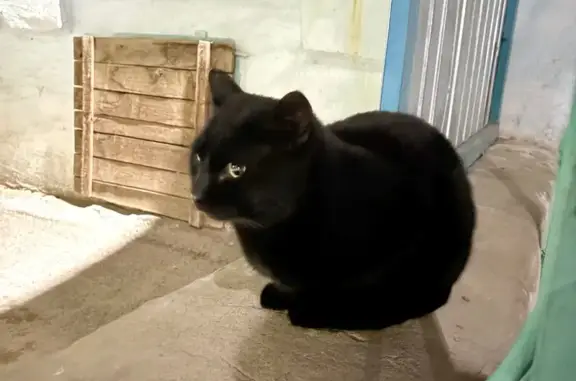 Найдена кошка, Чита, фото: Найдена кошка у дома 33, Чита