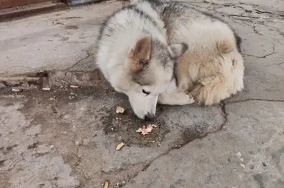 Найдена собака, Тула, фото: Собака найдена: Ложевая ул., 122, Тула