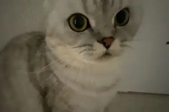 Кошки потеряшки, Ставрополь, фото: Потеряшка кошка, ул. Тухачевского 27/4