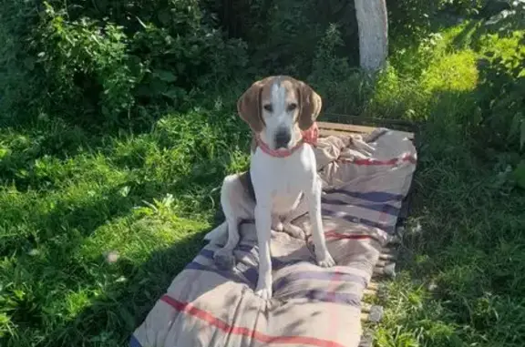 Пропала собака с трекером, Ярославская обл.