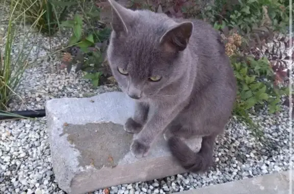 Пропала кошка, ул. Бэра, Астрахань