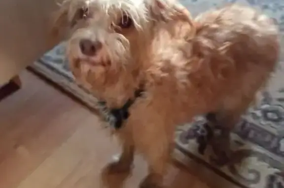 Найдена собака, Санкт-Петербург, фото: Найдена собака, пр. Наставников 47 к1