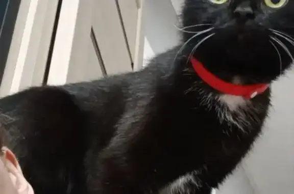 Пропала кошка, Киселёвск, Кемерово