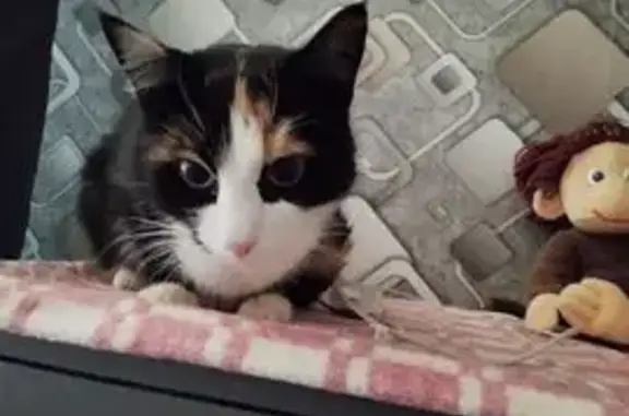 Кошки потеряшки, Пудож, фото: Потеряшка кошка, ул. Строителей, Пудож