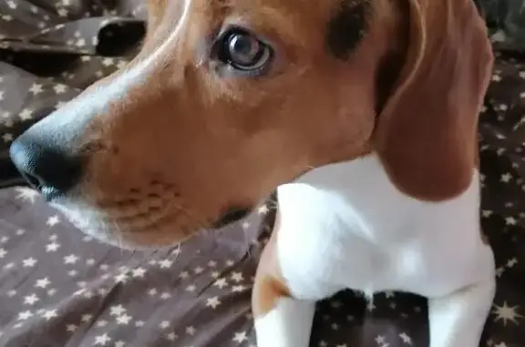 Найден бигль на Сормовской, Краснодар