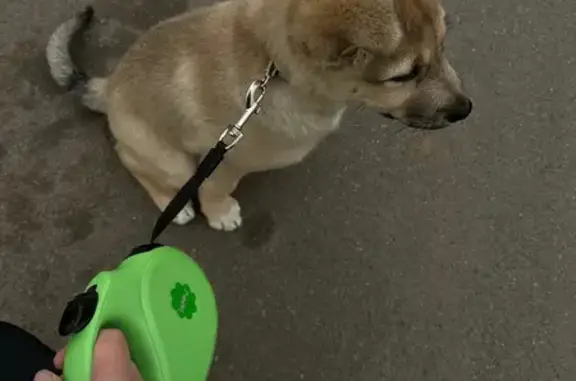 Пропала собака у пр. Нар. Ополчения, СПб