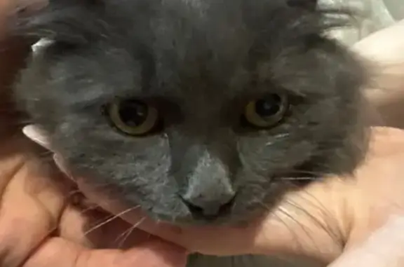 Серый кот найден у ТЦ Спутник, Юрга