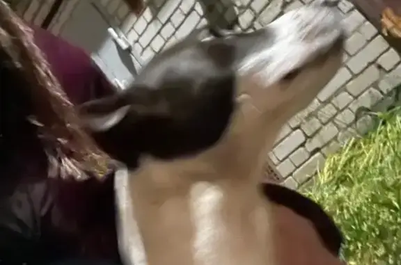 Найдена собака, Тверь, фото: Собака найдена: ул. М. Румянцева, Тверь