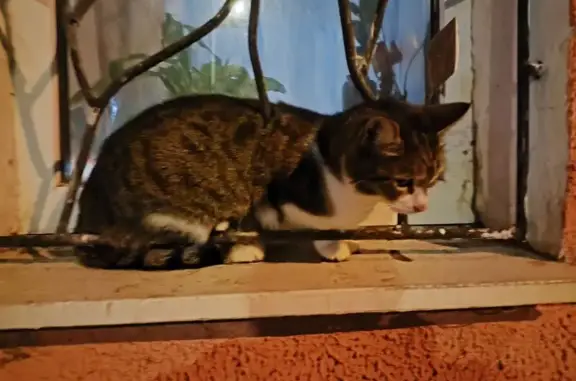 Найдена кошка, Серпухов, фото: Кошка найдена: Борисовское шоссе, 22