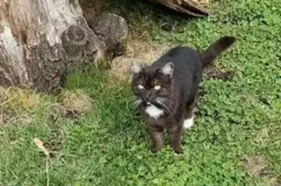 Кошки потеряшки, Кемерово, фото: Потеряшка кошка, пр. Ленина 107, Кемерово