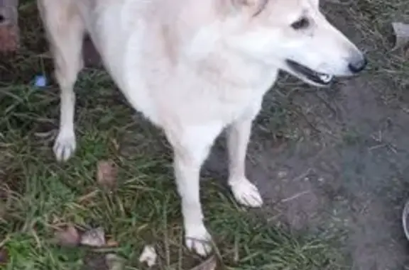 Найдена собака в Новой Деревне, Калуга