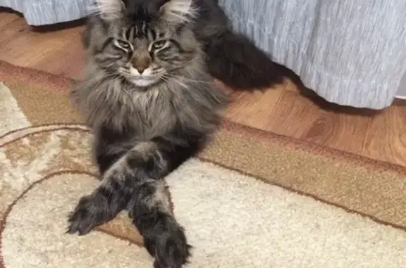 Кошка пропала на ул. Коваливского, Батайск