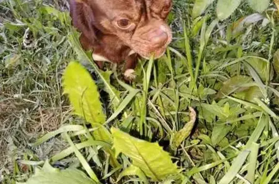 Пропала собака, Балашиха, ул. 11