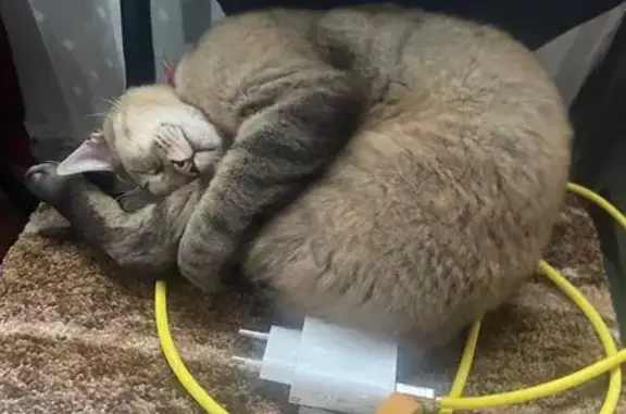 Кошки потеряшки, Новокузнецк, фото: Потеряшка кошка, ул. Кирова 57, Новокузнецк