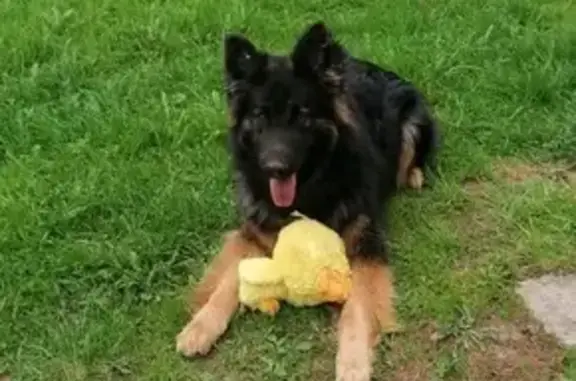 Пропала собака, МО