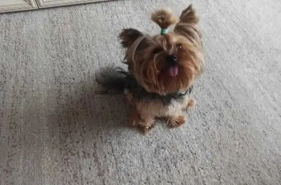 Собаки потеряшки, Магнитогорск, фото: Потеряшка собака, Сиреневый пр., 30, Магнитогорск