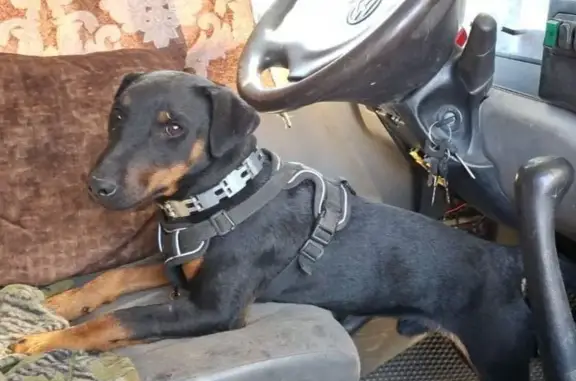 Пропала собака, 2-я линия 16, Архангельск