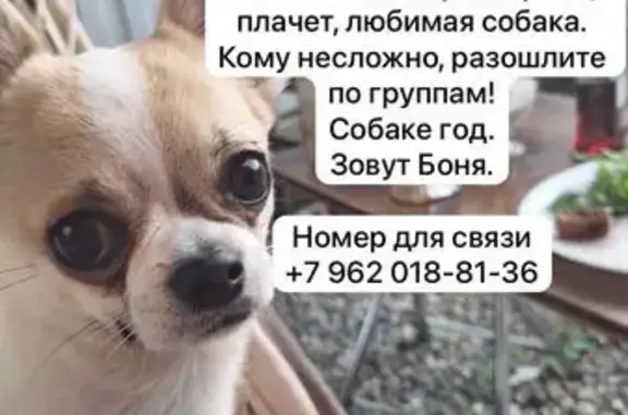 Пропала собака, Раздольная ул., Михайловск