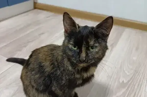 Найдена кошка, Ижевск, фото: Кошка найдена: ул. Гагарина, 13, Ижевск