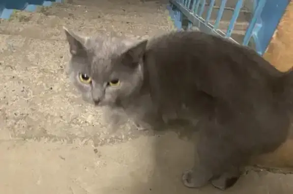 Найдена кошка, Ульяновск, фото: Кошка найдена, ул. Караганова, Ульяновск