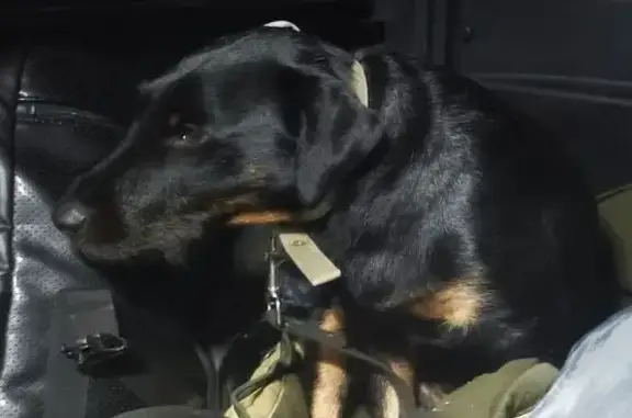 Пропал ягдтерьер в районе Попова Ляда