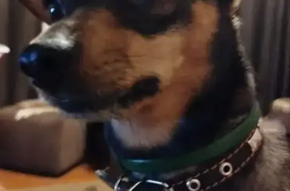 Пропала собака на ул. Коршунова, 10