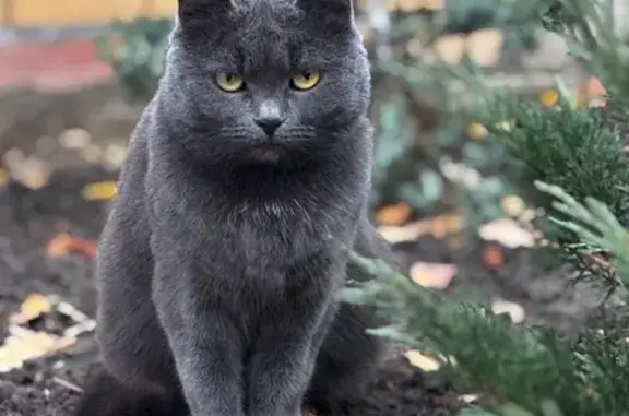 Кошки потеряшки, , фото: Потеряшка серая кошка, Краснопресненская