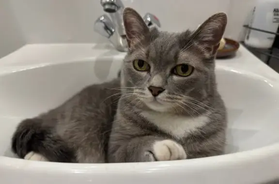 Найдена кошка, Барнаул, фото: Кошка найдена: ул. Островского, 62, Барнаул