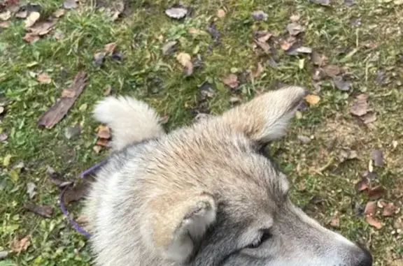 Найдена собака, Псковская область, фото: Собака найдена: 58К-440, Ершовская волость