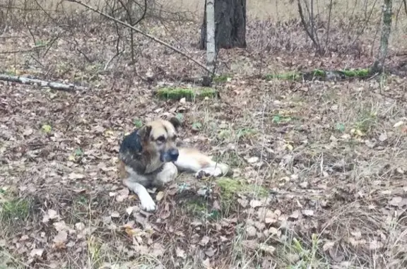 Найдена собака, Ярлуковский сельсовет, фото: Собака найдена в Ярлуковском сельсовете